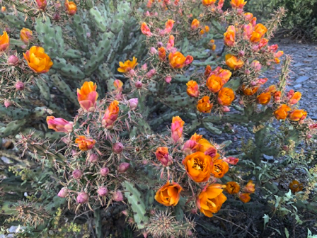 May 9 -
Another beautiful Cholla in bloom! May 9 -
Another beautiful Cholla in bloom!
